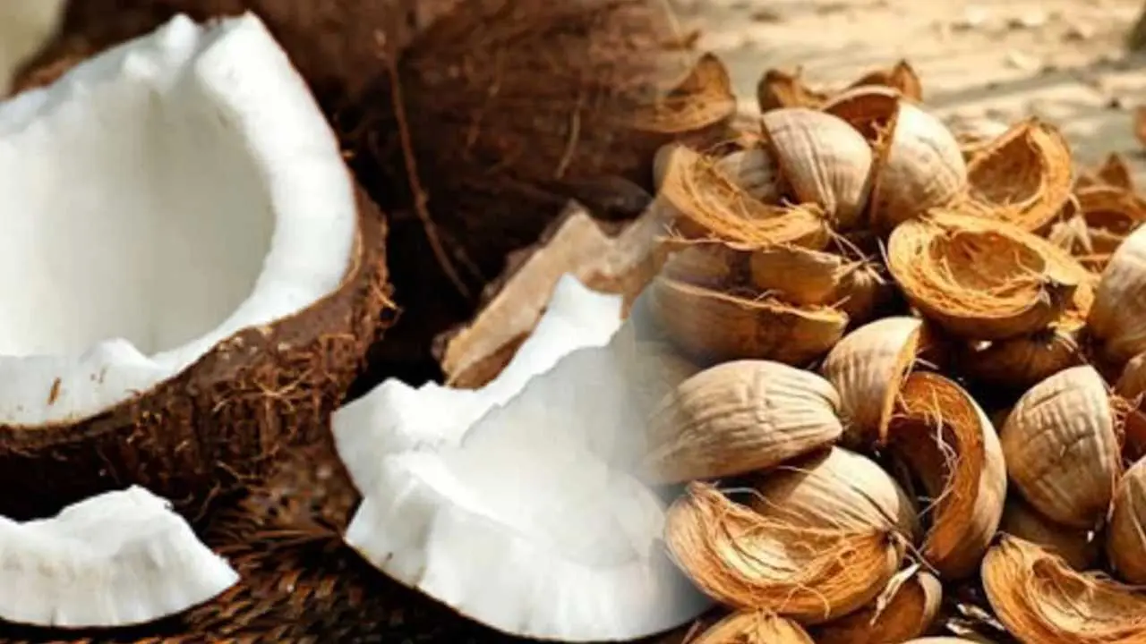 All you need to know about 5 uses of coconut shell